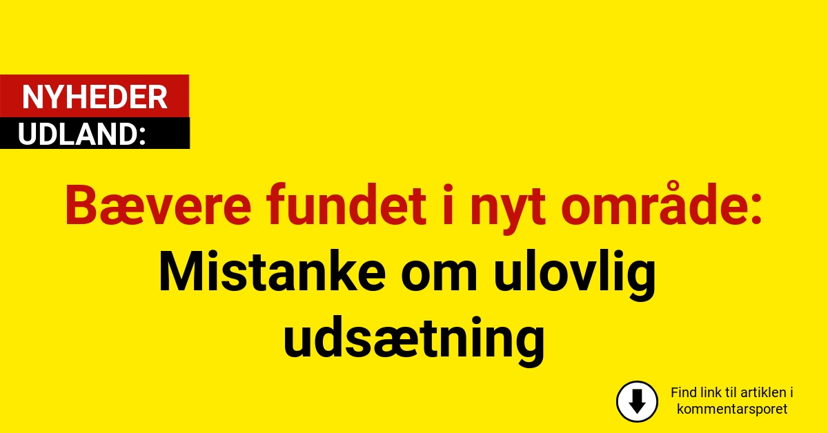 Bævere fundet i nyt område: Mistanke om ulovlig udsætning