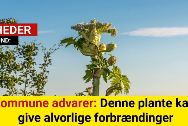 Kommunen sender vigtig advarsel: Denne plante kan give alvorlige forbrændinger