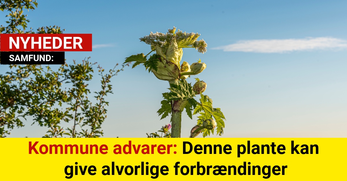 Kommunen sender vigtig advarsel: Denne plante kan give alvorlige forbrændinger