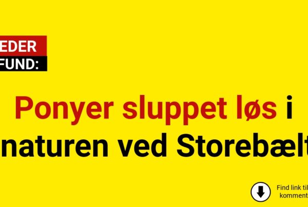 Ponyer sluppet løs i naturen ved Storebælt