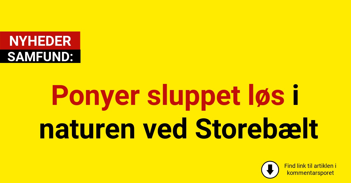 Ponyer sluppet løs i naturen ved Storebælt