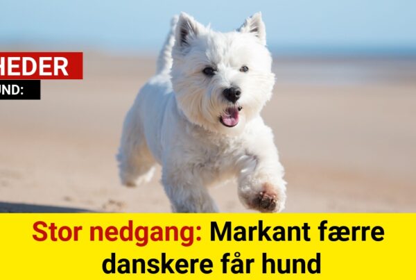 Stor nedgang: Markant færre danskere får hund