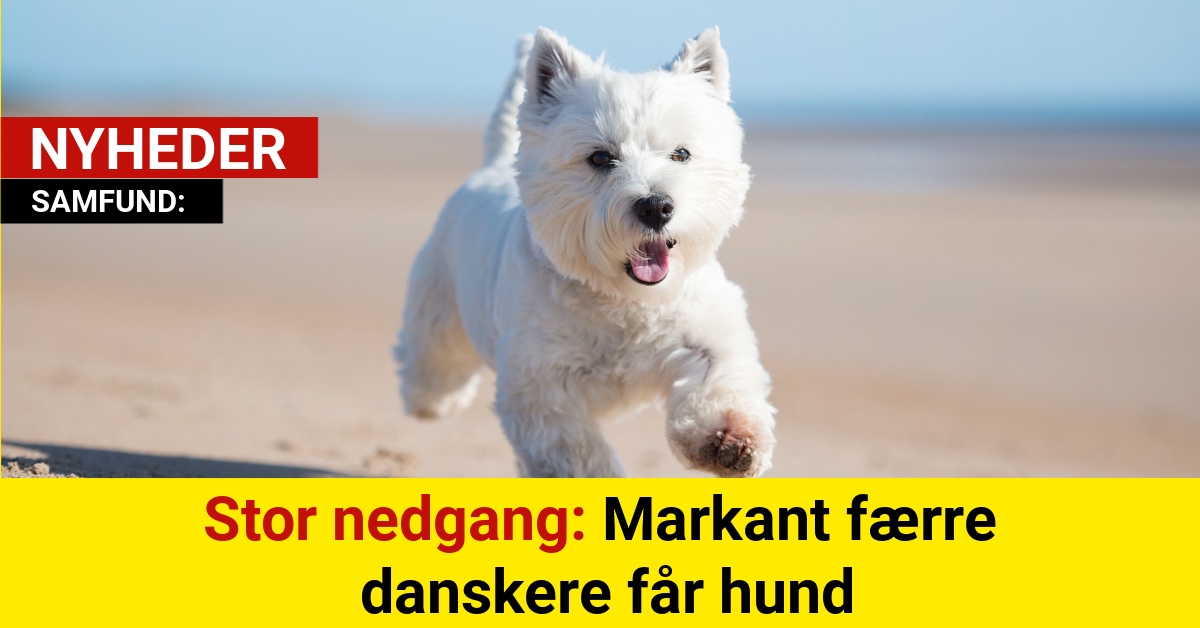 Stor nedgang: Markant færre danskere får hund