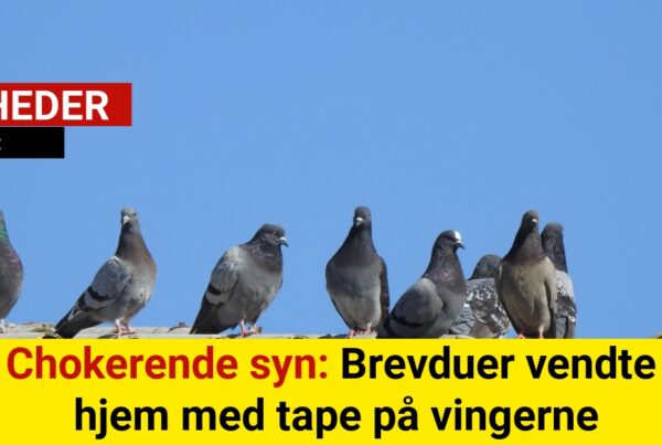 Chokerende syn: Brevduer vendte hjem med tape på vingerne
