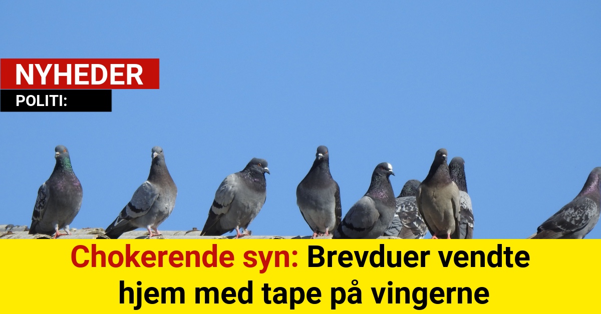 Chokerende syn: Brevduer vendte hjem med tape på vingerne