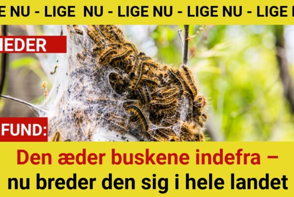 Eksperter advarer: Denne larve ødelægger haver over hele Danmark