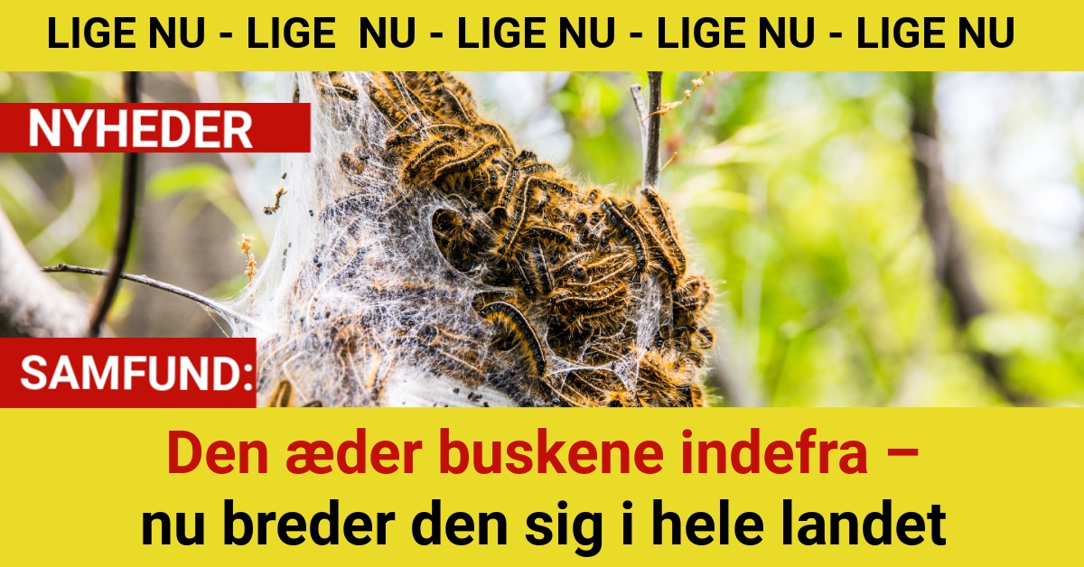 Eksperter advarer: Denne larve ødelægger haver over hele Danmark