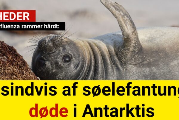 Fugleinfluenza rammer hårdt: Tusindvis af søelefantunger døde i Antarktis