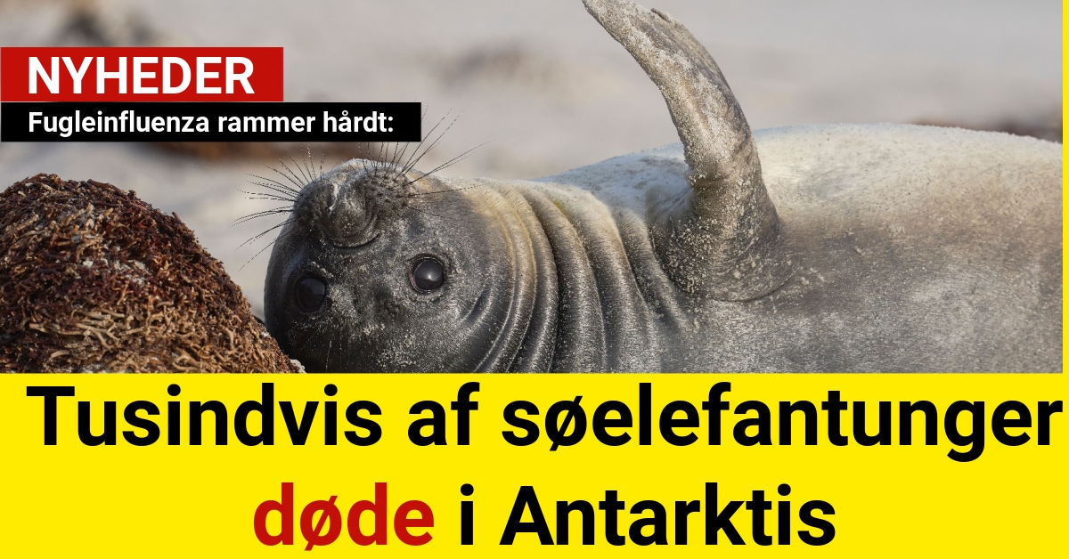 Fugleinfluenza rammer hårdt: Tusindvis af søelefantunger døde i Antarktis
