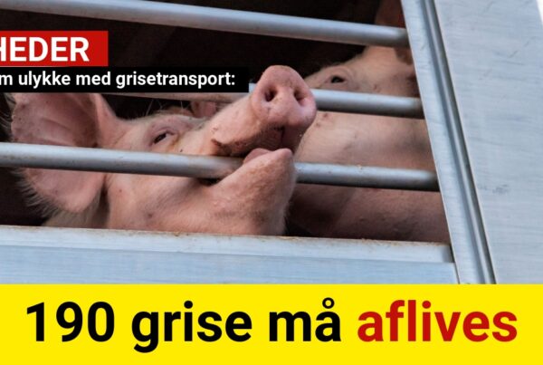 190 grise må aflives efter voldsom ulykke med dyretransport