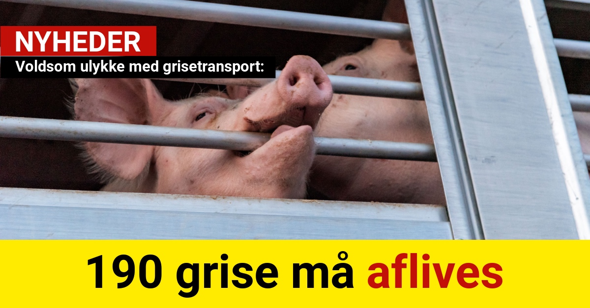 190 grise må aflives efter voldsom ulykke med dyretransport