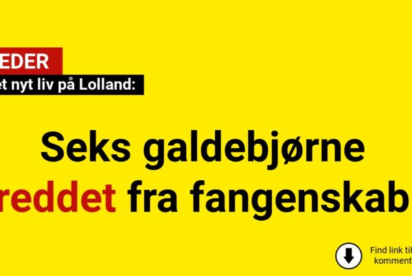 Seks galdebjørne reddet fra fangenskab – har fået nyt liv på Lolland