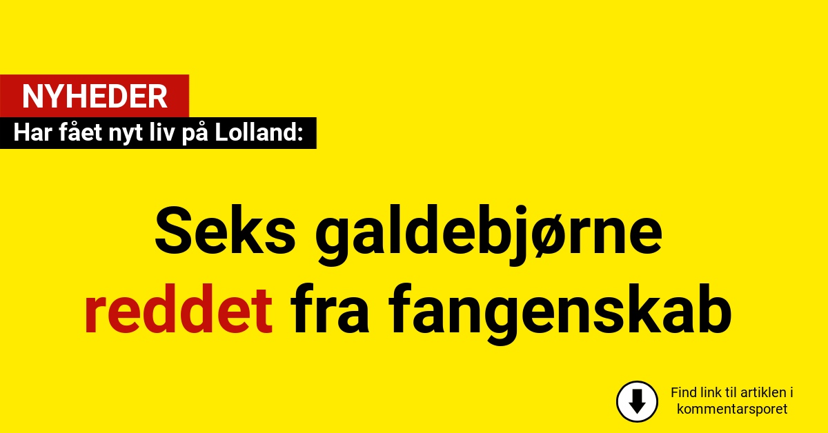 Seks galdebjørne reddet fra fangenskab – har fået nyt liv på Lolland