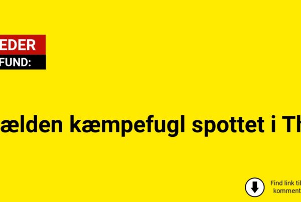 Sjælden kæmpefugl spottet i Thy