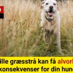 ekspert advarer