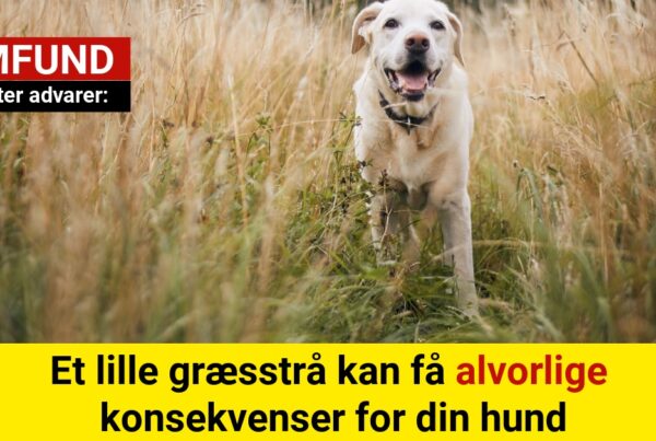 ekspert advarer