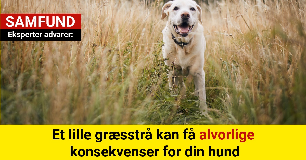 ekspert advarer