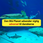 Pas på! Falske opslag lokker danskere i fælden