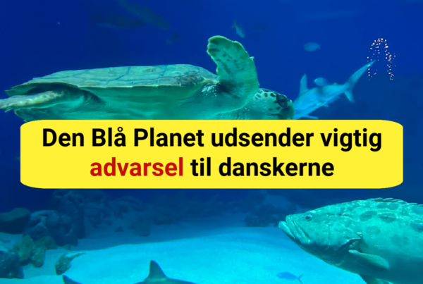 Pas på! Falske opslag lokker danskere i fælden