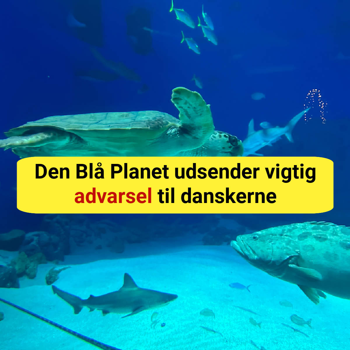 Pas på! Falske opslag lokker danskere i fælden