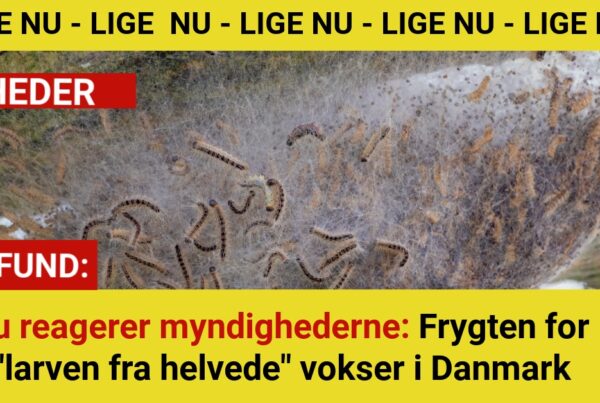 Nu reagerer myndighederne: Frygten for "larven fra helvede" vokser i Danmark