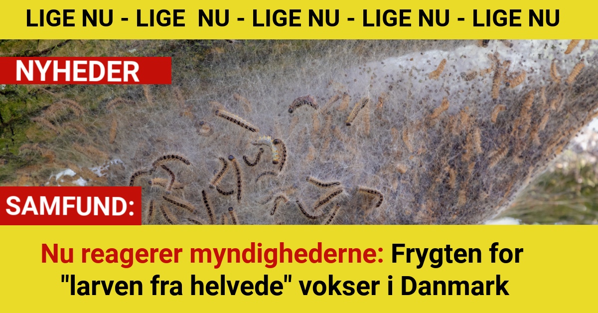Nu reagerer myndighederne: Frygten for "larven fra helvede" vokser i Danmark