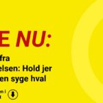 Advarsel fra Miljøstyrelsen: Hold jer væk fra den syge hval