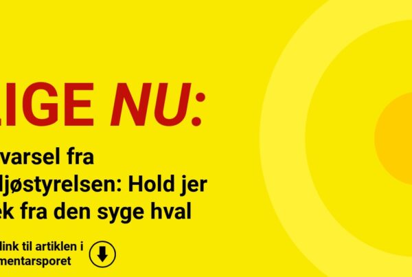 Advarsel fra Miljøstyrelsen: Hold jer væk fra den syge hval