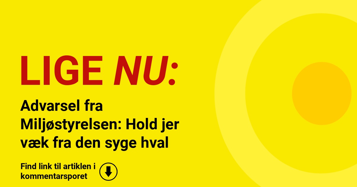 Advarsel fra Miljøstyrelsen: Hold jer væk fra den syge hval