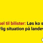 Advarsel til bilister: Løs ko skaber farlig situation på landevej