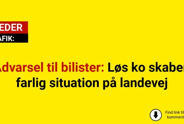 Advarsel til bilister: Løs ko skaber farlig situation på landevej