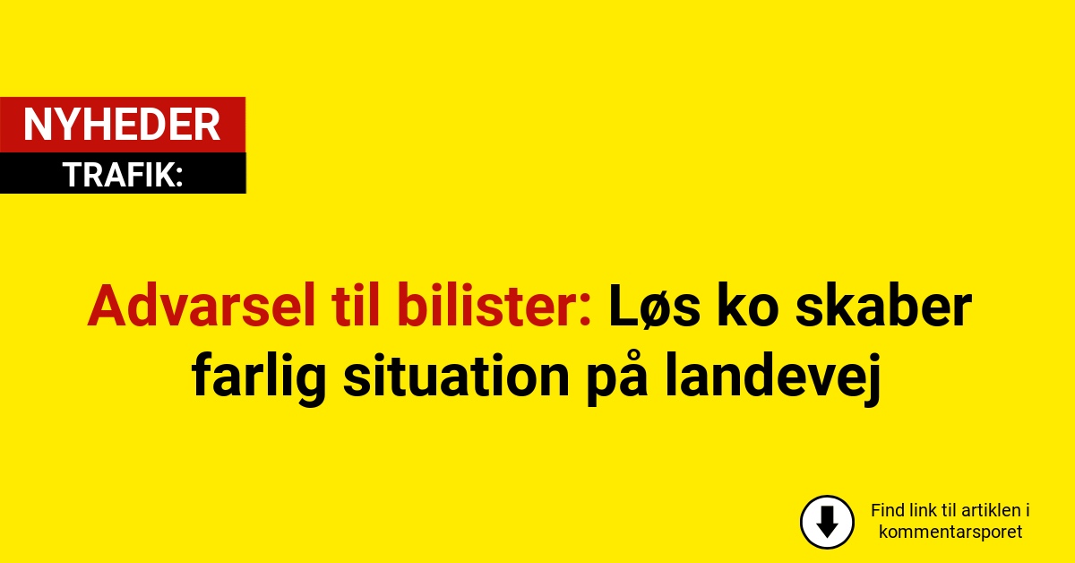 Advarsel til bilister: Løs ko skaber farlig situation på landevej