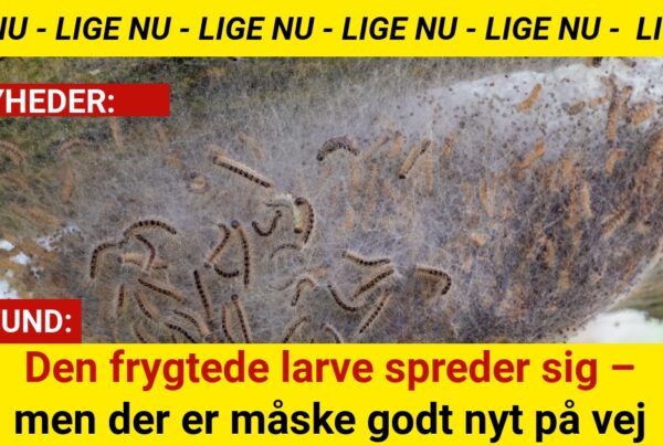 Eksperter afslører: Derfor kan "larven fra helvede" snart forsvinde