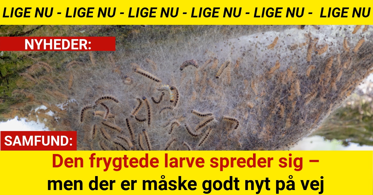 Eksperter afslører: Derfor kan "larven fra helvede" snart forsvinde