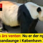 Efter seks års venten: Nu er der nyt håb om en pandaunge i København Zoo