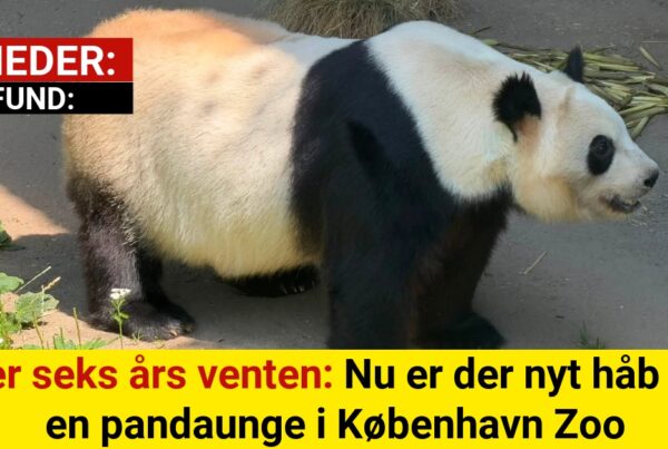 Efter seks års venten: Nu er der nyt håb om en pandaunge i København Zoo