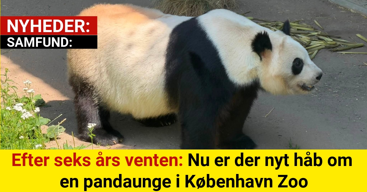 Efter seks års venten: Nu er der nyt håb om en pandaunge i København Zoo