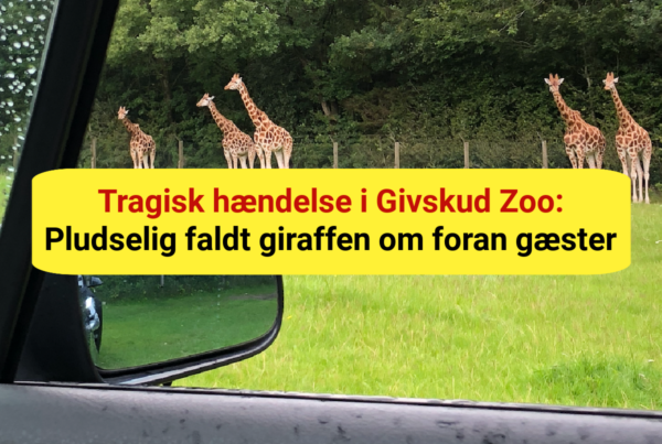 Tragisk hændelse i Givskud Zoo: Pludselig faldt giraffen om foran gæster