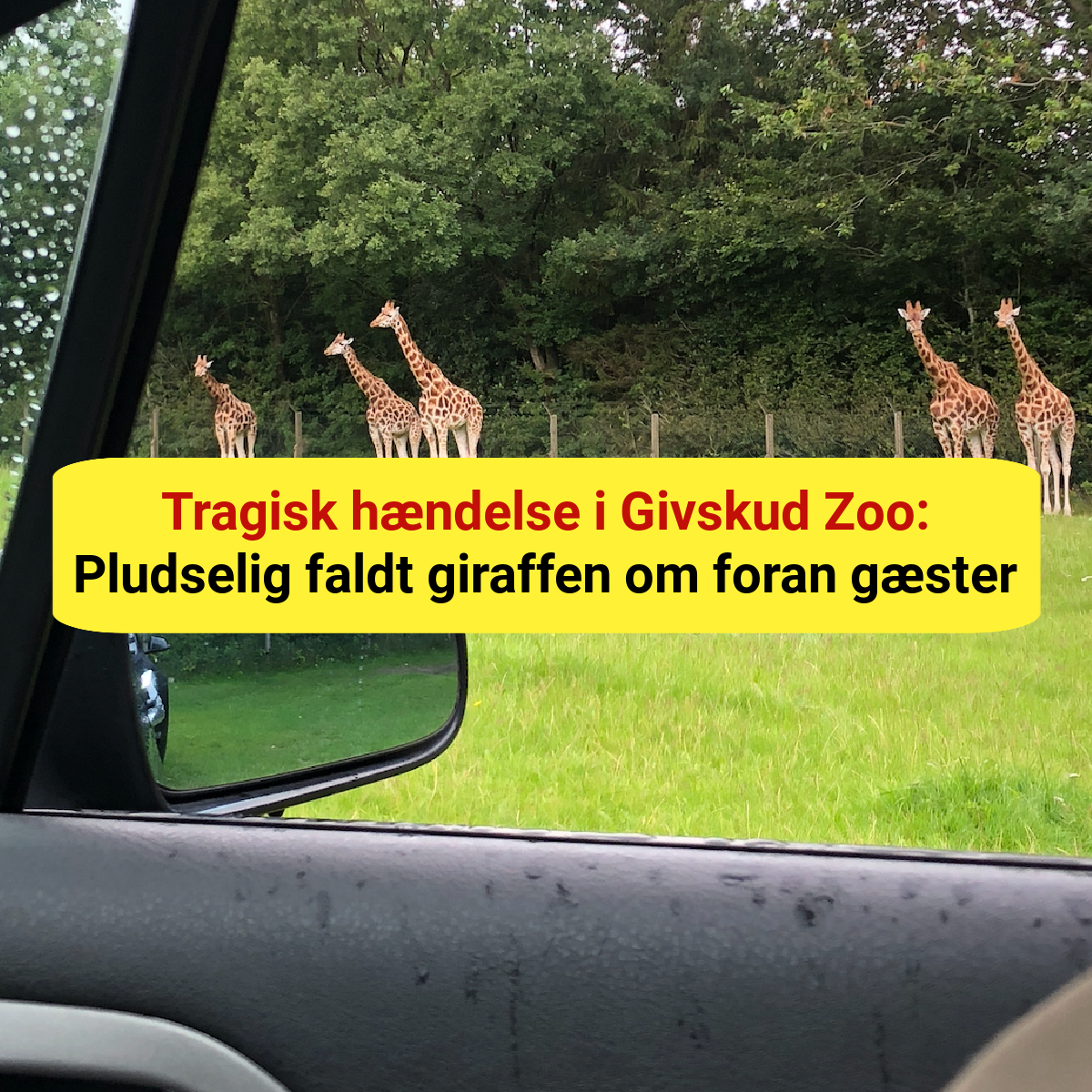 Tragisk hændelse i Givskud Zoo: Pludselig faldt giraffen om foran gæster