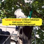Holland har fundet våbnet mod "larven fra helvede" – resultaterne overrasker