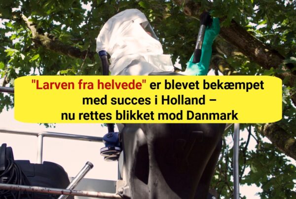 Holland har fundet våbnet mod "larven fra helvede" – resultaterne overrasker