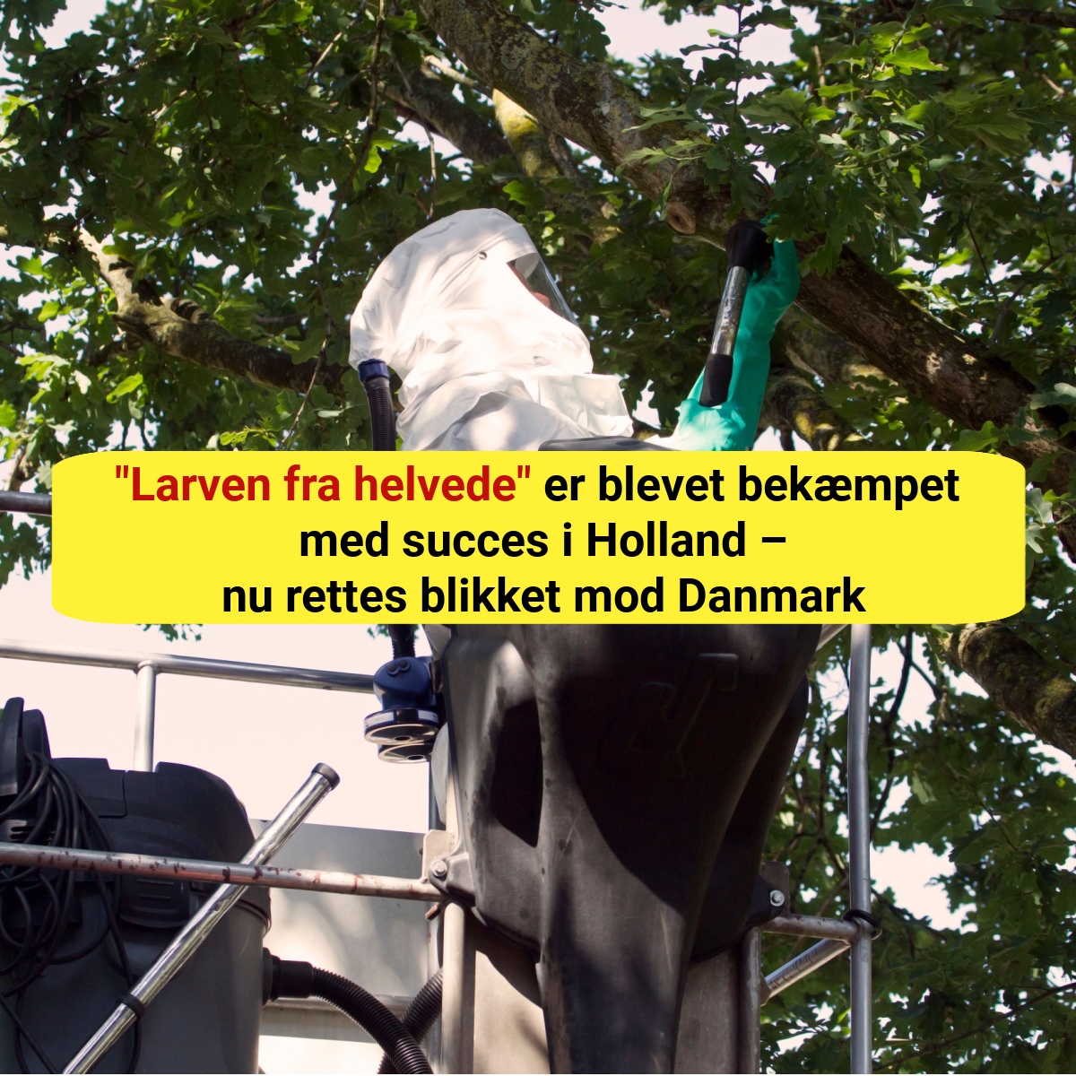 Holland har fundet våbnet mod "larven fra helvede" – resultaterne overrasker