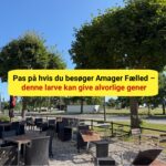 "Larven fra helvede" er nu fundet i København – myndighederne advarer