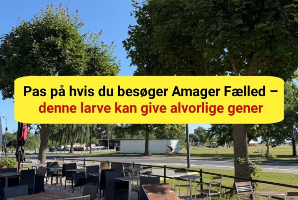 "Larven fra helvede" er nu fundet i København – myndighederne advarer