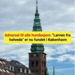 Advarsel til alle hundeejere: "Larven fra helvede" er nu fundet i København