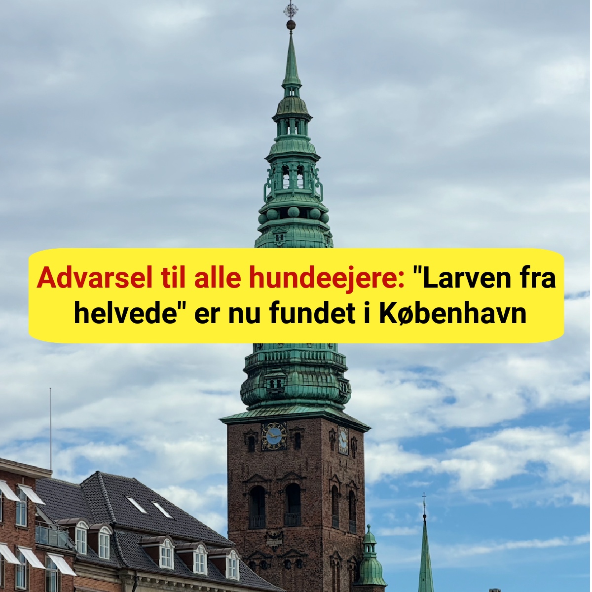 Advarsel til alle hundeejere: "Larven fra helvede" er nu fundet i København