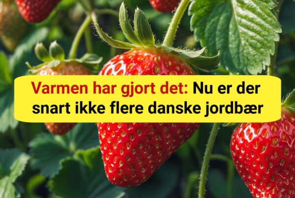Varmen har gjort det: Nu er der snart ikke flere danske jordbær