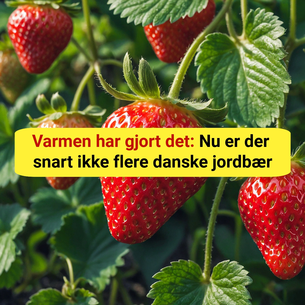 Varmen har gjort det: Nu er der snart ikke flere danske jordbær