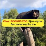 Chok i GIVSKUD ZOO: Bjørn styrter fem meter ned fra træ