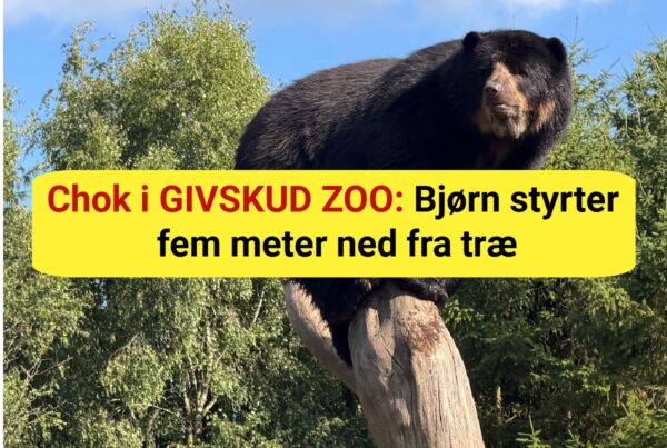 Chok i GIVSKUD ZOO: Bjørn styrter fem meter ned fra træ